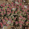 This small red plant blooms in late spring.