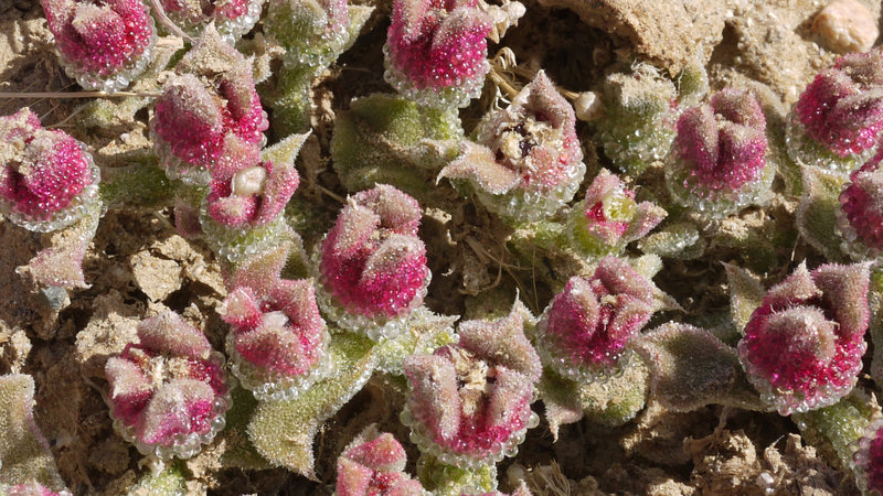 Enjoy this closeup of a small red plant that blooms in late spring.