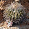 This cactus, while only touting one bloom, is still beautiful.