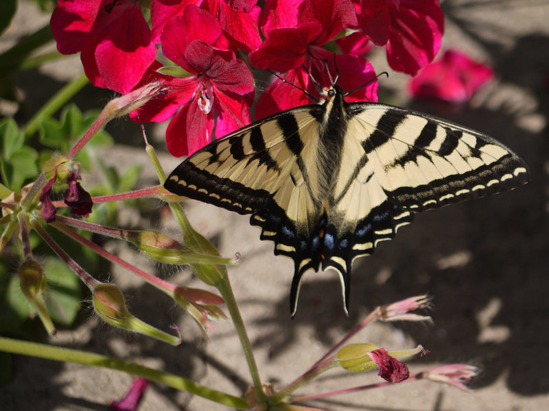 A butterfly enjoys nectar from a wildflower in Little Shaw Valley.