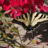 A butterfly enjoys nectar from a wildflower in Little Shaw Valley.