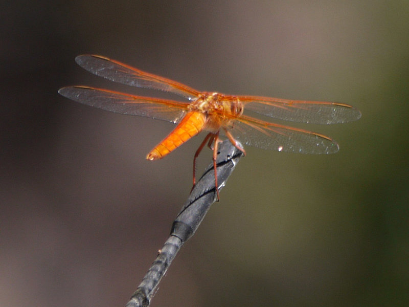 A dragonfly perches on a car antenna in Little Shaw Valley.