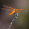 A dragonfly perches on a car antenna in Little Shaw Valley.