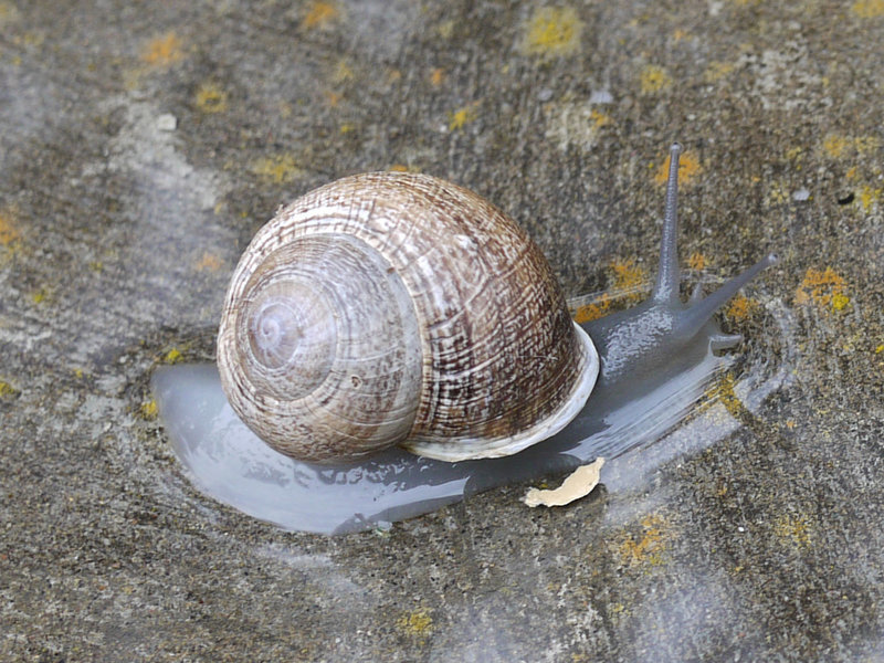 Little Shaw Valley is home to many creatures, including snails.