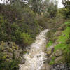 Little Shaw Valley's normally dry creek runs strongly after heavy rain.