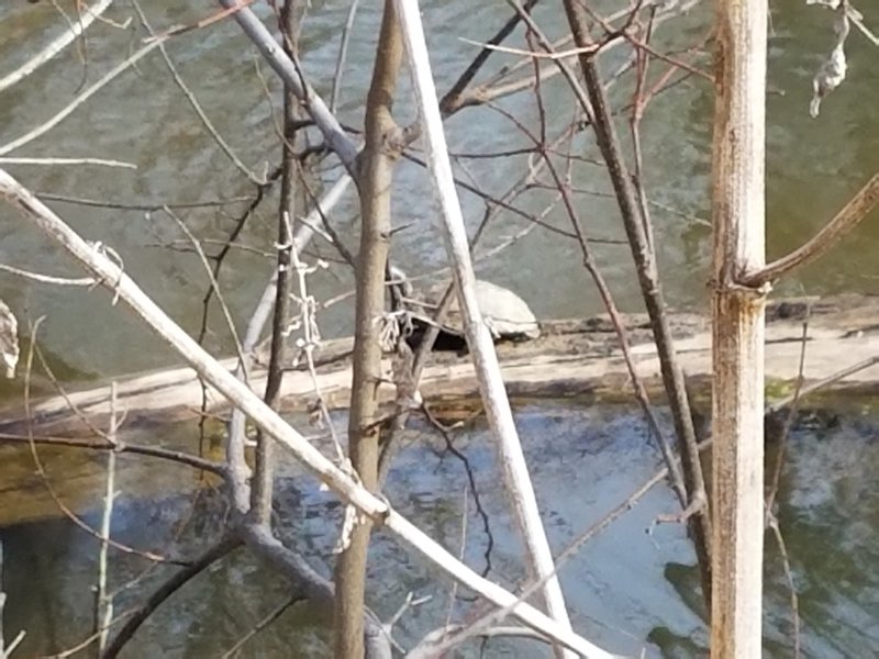 This is the bravest turtle in Cedar Hill State Park. The other 8 that were also sunning themselves on this log dove into the water when I approached, but this guy wasn't giving up his warm spot!