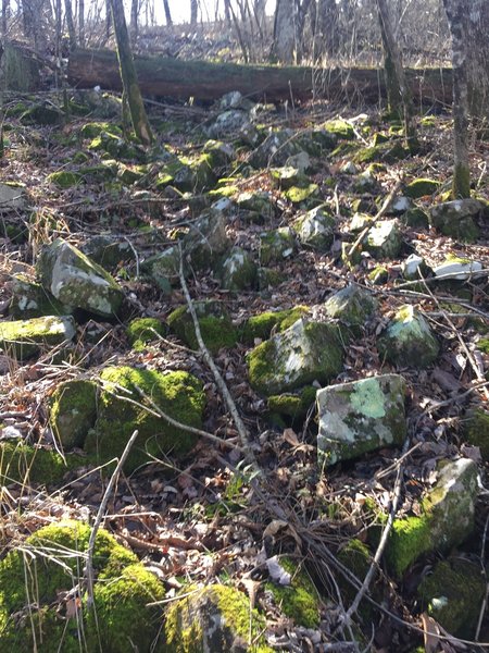 Slippery moss covered rocks and tree, indicative of the terrain on this north side of the mountain.