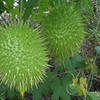 Wild cucumber (Marah macrocarpus) are one of your trailside companions through this section.