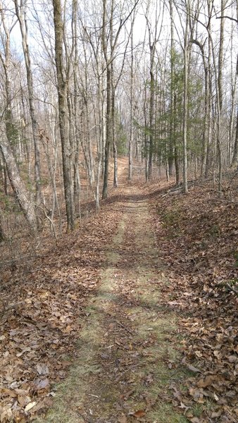 The crackle of leaves underfoot makes for a wonderful winter day on the Ridge Trail.