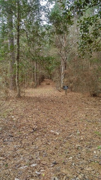 A side trail heads to the creek bluff.