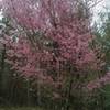 An oriental azalea greets visitors along the trail in Gloster Arboretum.