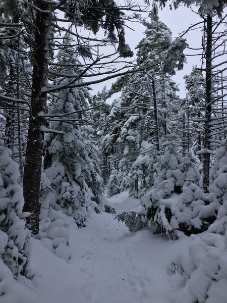 Enjoy the Hunter Mountain Trail in wintertime to experience the majesty only a thick blanketing of snow can create.