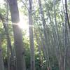 The sun filters through a beech grove at Hewen's Creek Park.