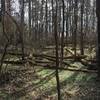 Spring sprouts early in the pine forest.