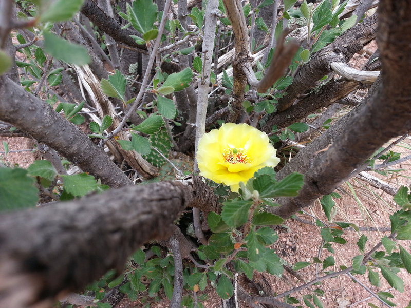 Keep your eyes peeled for beautiful flora that sometimes hides along the trail.