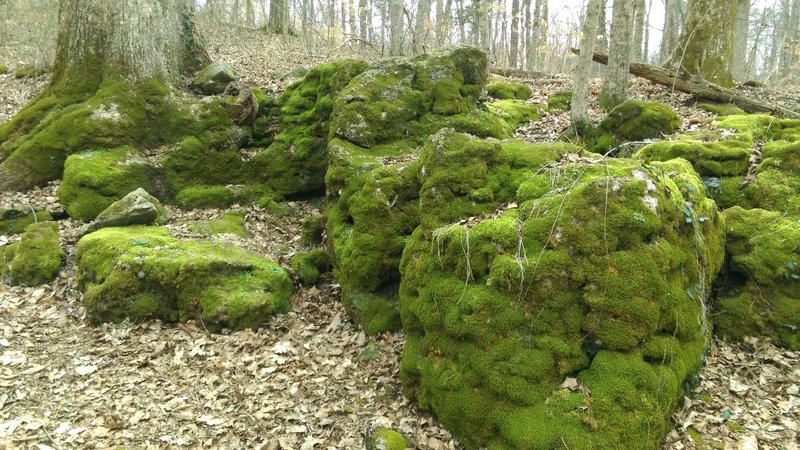 Mossy rocks are a sight to see along this section of the trail.