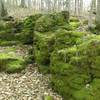 Mossy rocks are a sight to see along this section of the trail.