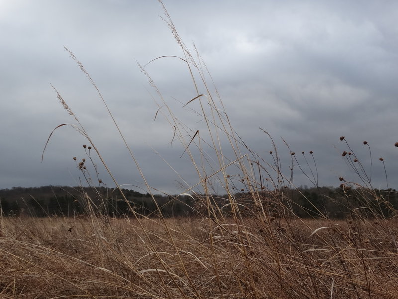 Prairie grass flows in the afternoon wind along the Prairie Trail.