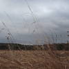 Prairie grass flows in the afternoon wind along the Prairie Trail.