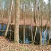 Black swamp waters are your trailside companion along this part of the Eagle Spur Trail.