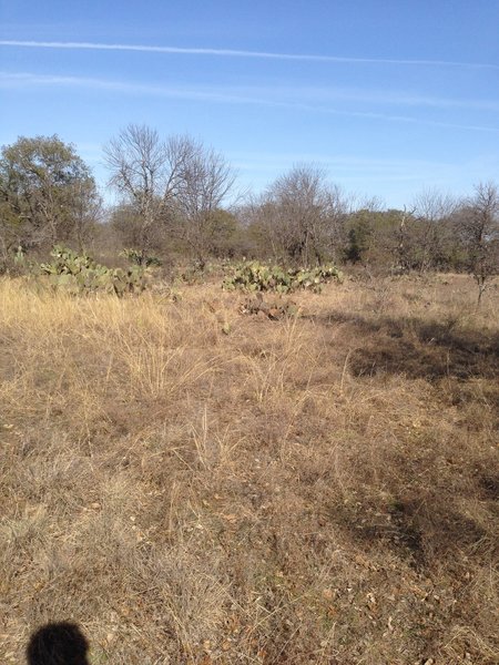 Keep your eyes peeled for larger groupings of prickly pear cacti along the South Overlook Trail at Eagle Mountain Park.