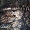 Navigate this steep climb at the southeast end of the Shoreline Trail.