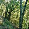 Steep hillsides covered in thick woods filter the afternoon sunlight on Woods Trail.