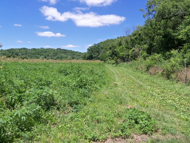 Summer is a nice time to visit the Buehler Preserve.