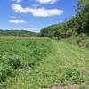 Summer is a nice time to visit the Buehler Preserve.