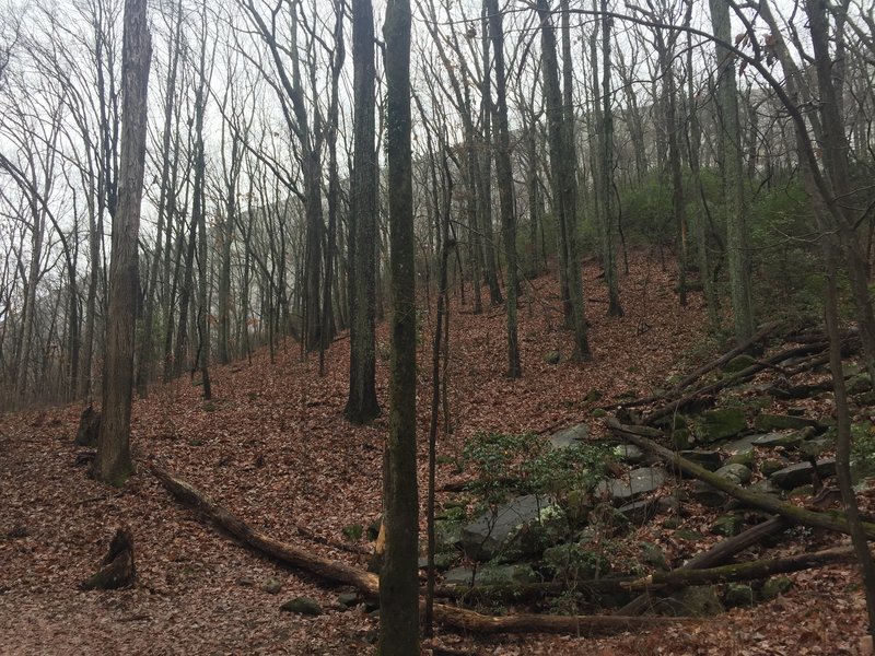 Wintertime can provide more scenery like this view of the mountainside through the forest.