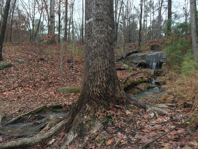 Enjoy this small waterfall and creek in the woods near Venable Lake.