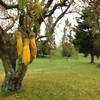 Tui birds grace Hamilton Gardens along the Governor's Lawn Loop.