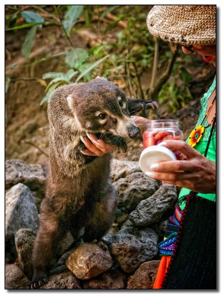 A Coatimundi (or coati) looks for a snack on the trail to El Tepozteco.