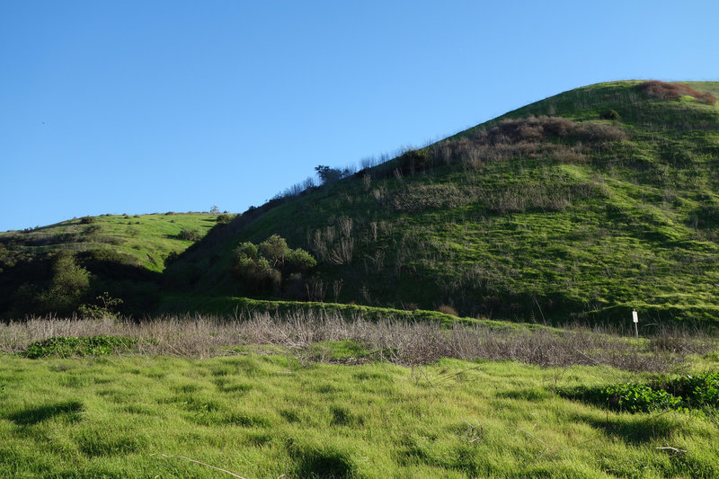 Old Lopez Road (now a trail) becomes verdant after heavy winter rainfall.