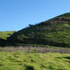 Old Lopez Road (now a trail) becomes verdant after heavy winter rainfall.