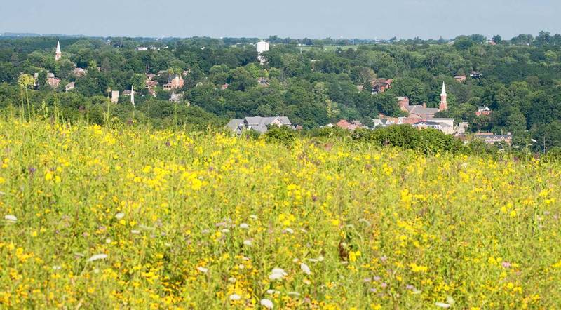 Summer wildflowers blanket Gateway Park outside of Galena.