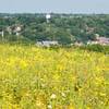 Summer wildflowers blanket Gateway Park outside of Galena.