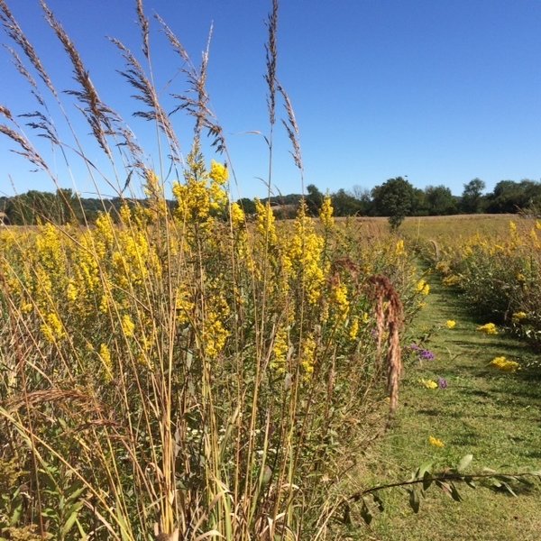 Goldenrod and New England asters bloom well into the fall months.