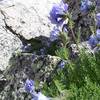 Beautiful flowers shelter among the rocks near the summit of La Plata.