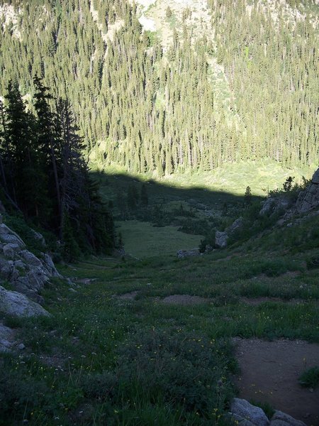 The first set of switchbacks swirl through a carpet of wildflowers.