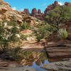 Stop to take in the beautiful scenery along Elephant Canyon.