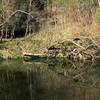 Search out this hidden, local gem for Cibolo Creek fishing.