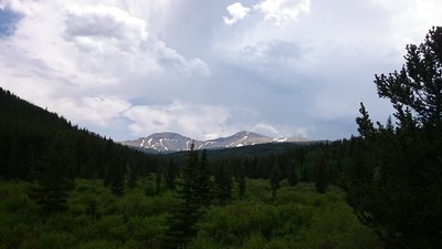 are dogs allowed in buffalo peak wilderness