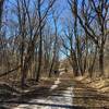 Nearing the end of the trail, enjoy this narrower, tree-lined path.