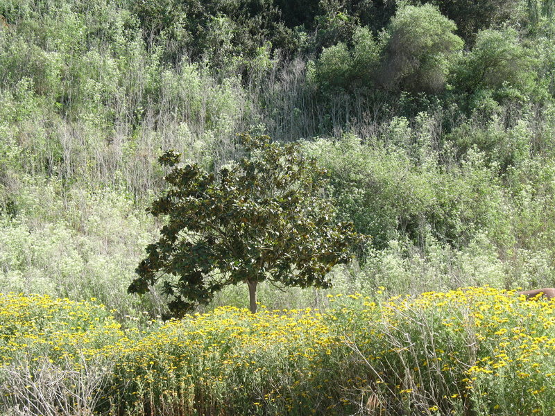 Pointillistic flora stand in the late-afternoon light just before Clews Ranch.