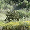 Pointillistic flora stand in the late-afternoon light just before Clews Ranch.