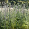 Wild fennel grows alongside the trail.