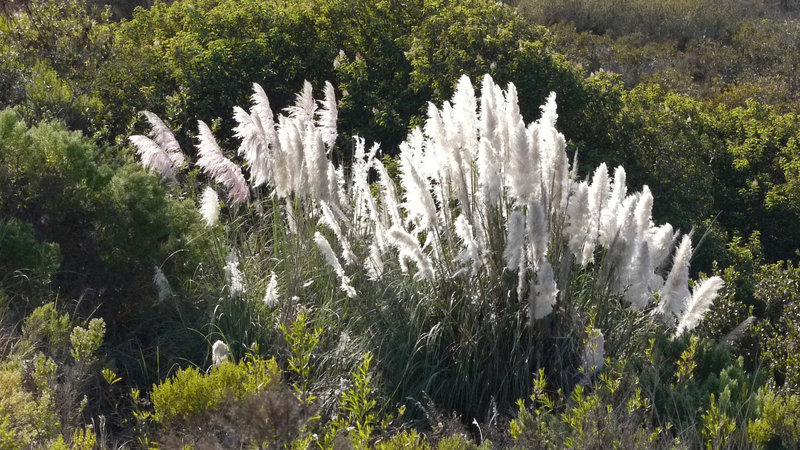 The late-afternoon light really makes these plants shine.