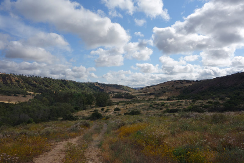 Los Peñasquitos Canyon is still green in the spring after a mostly dry winter.