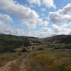 Los Peñasquitos Canyon is still green in the spring after a mostly dry winter.